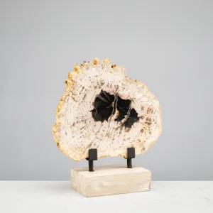 12" Black Petrified Wood Slice on Stand