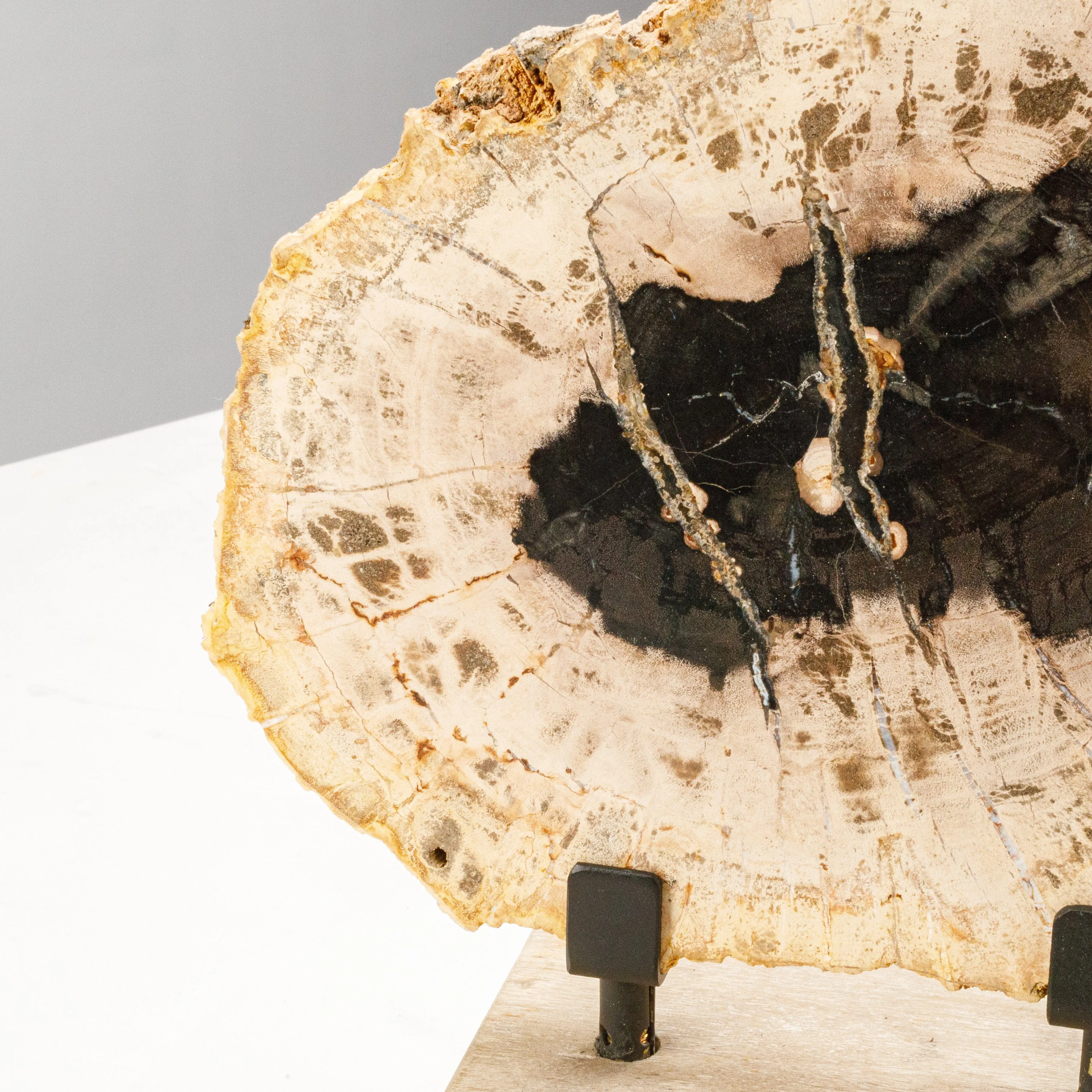 12" Black Petrified Wood Slice on Stand