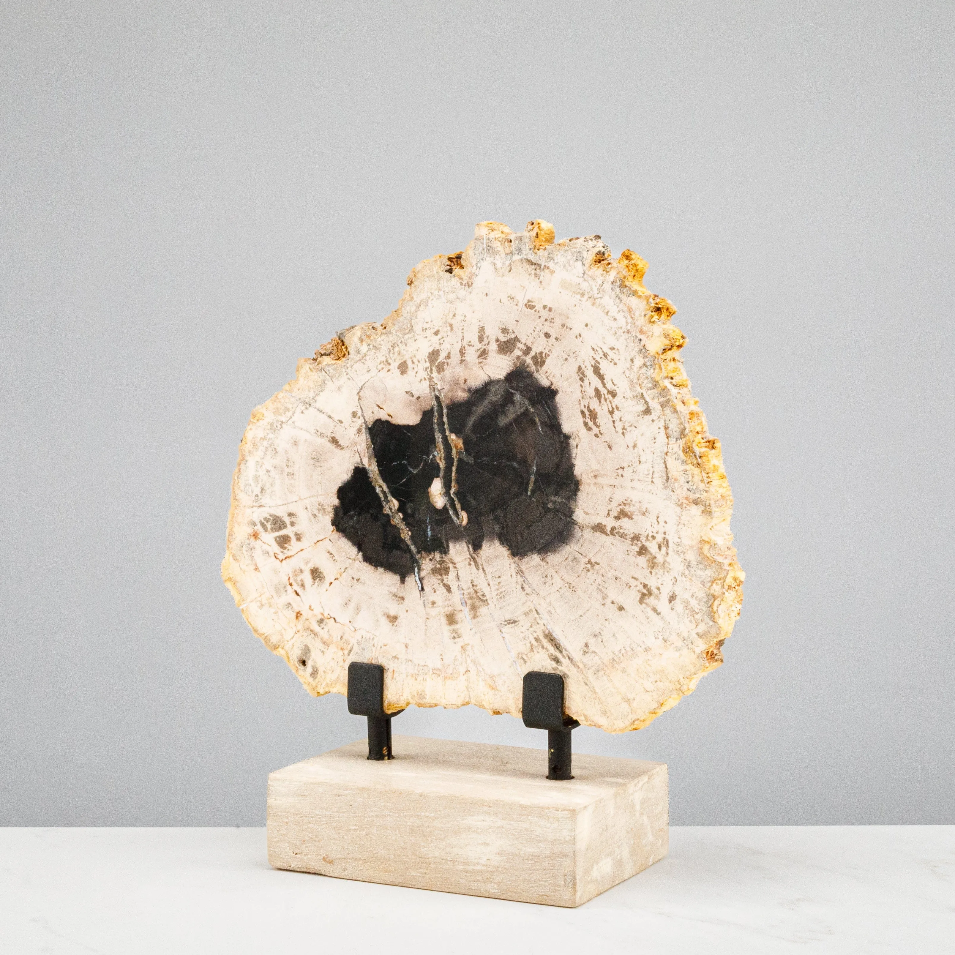 12" Black Petrified Wood Slice on Stand
