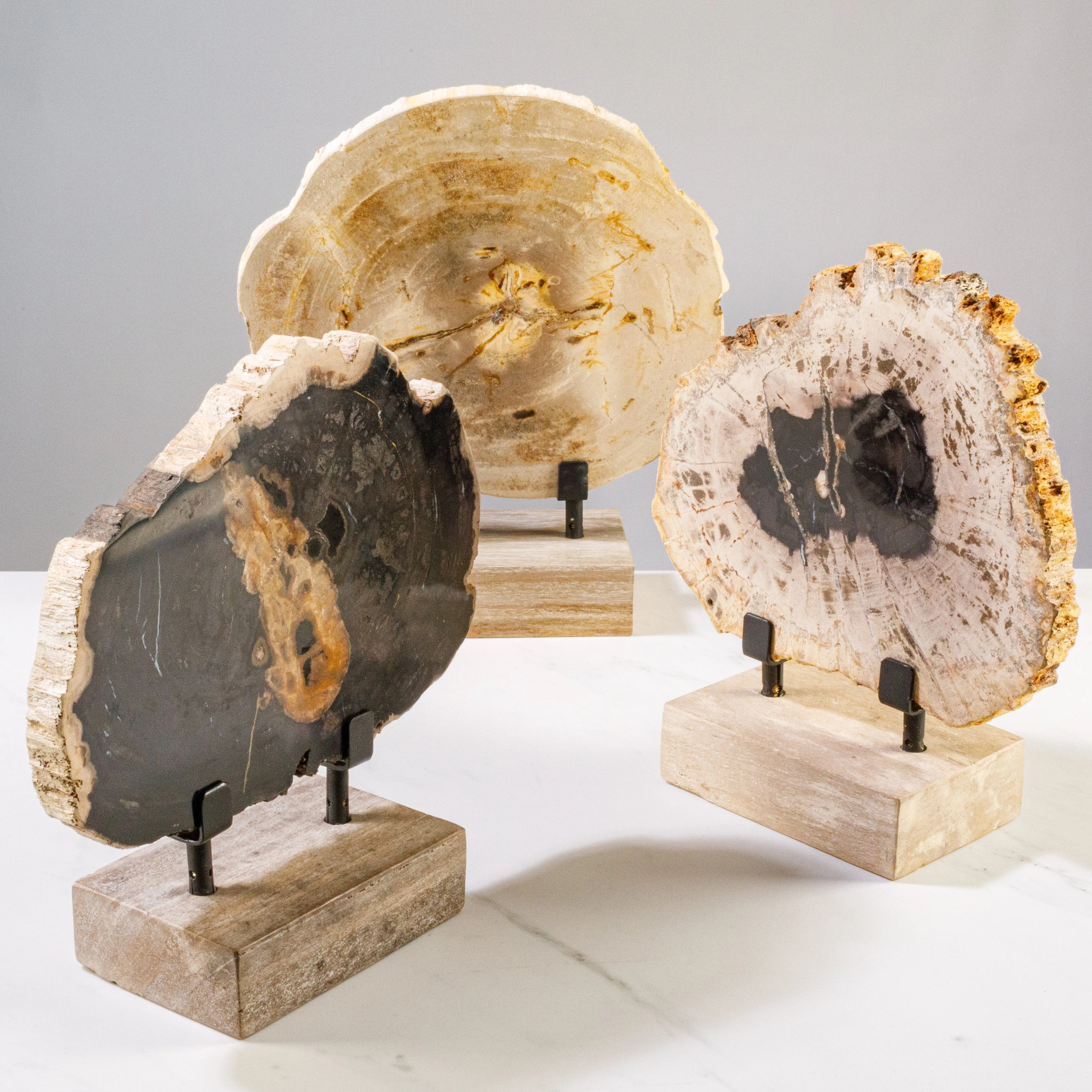 12" Black Petrified Wood Slice on Stand