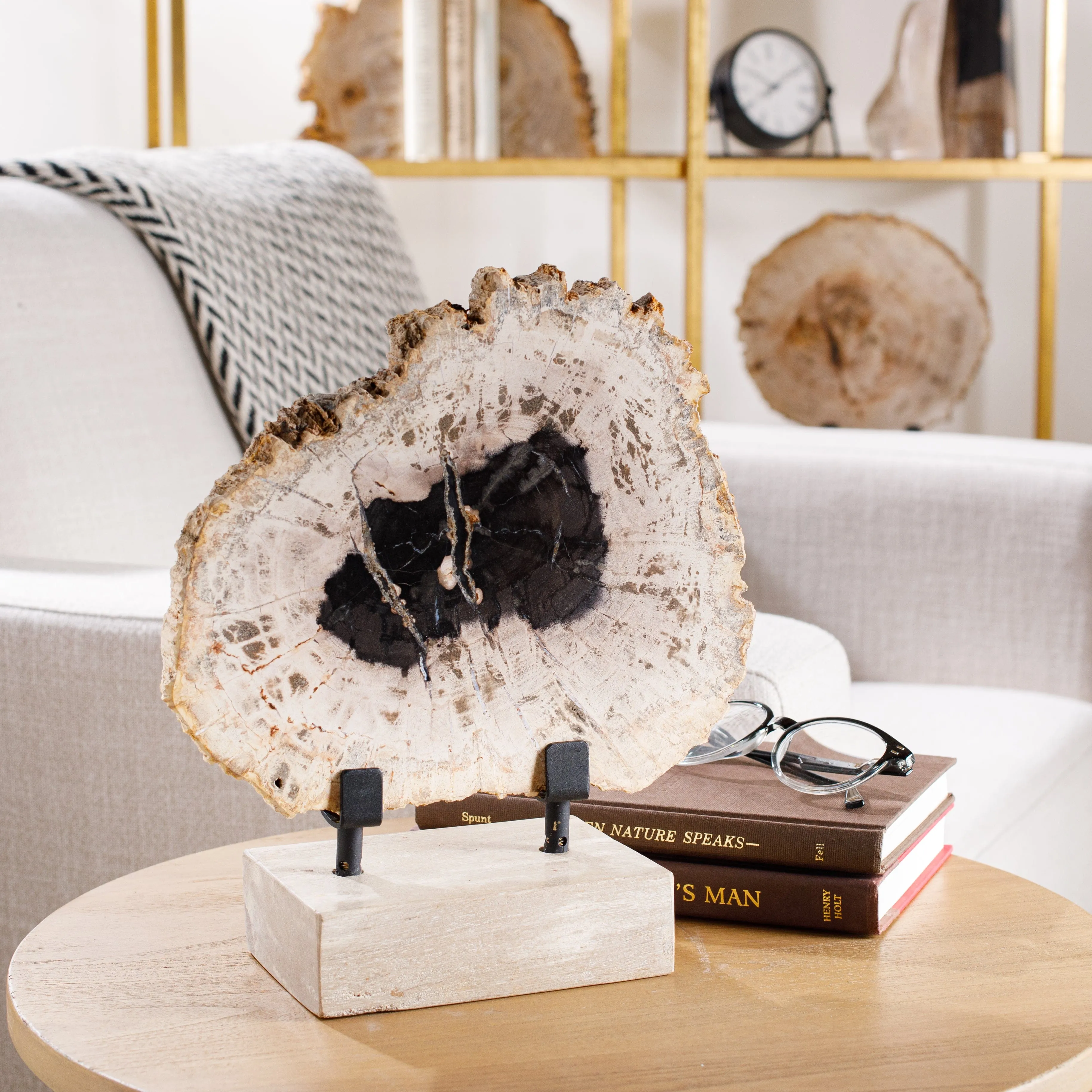 12" Black Petrified Wood Slice on Stand