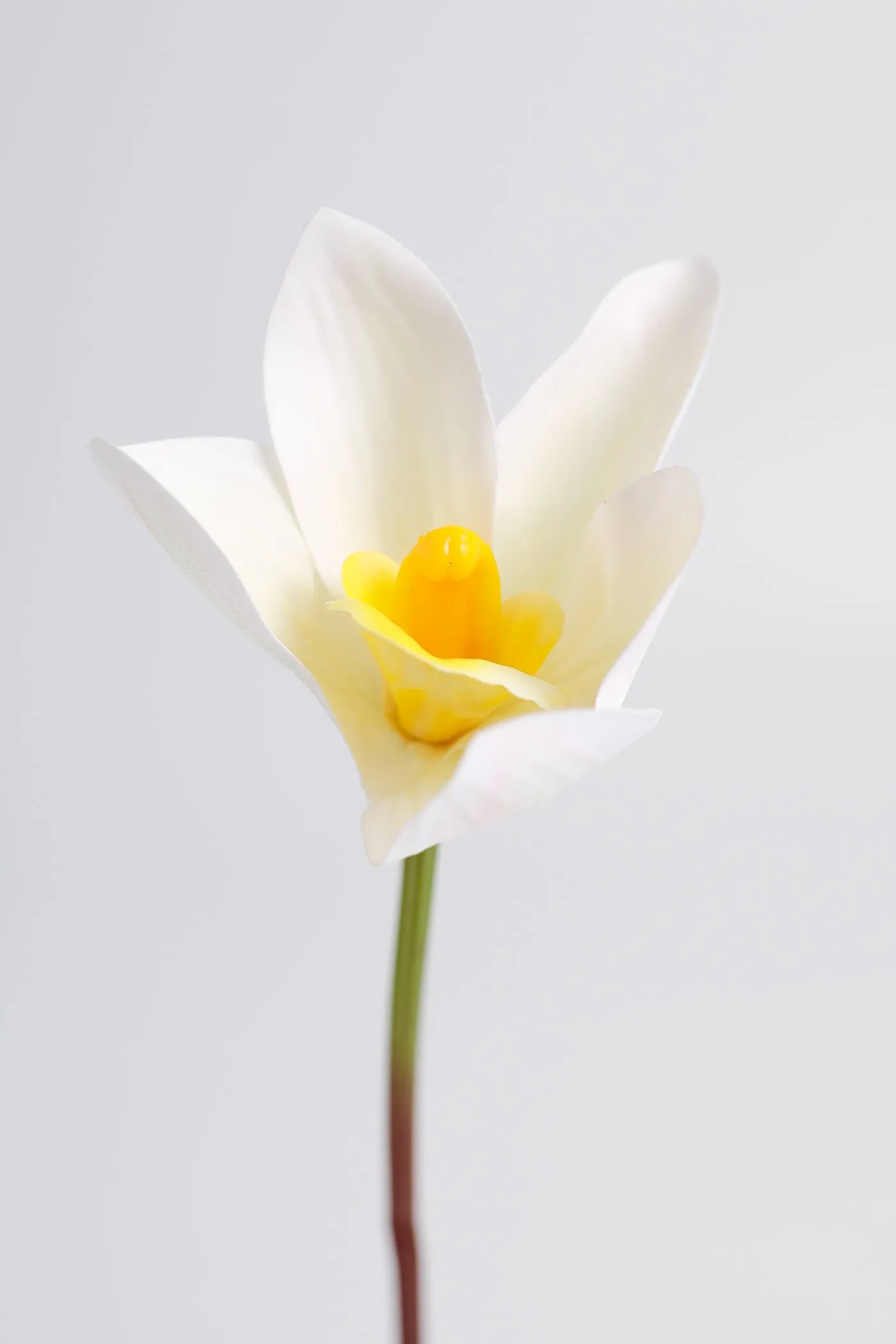 Premium Real Touch Cymbidium Orchids Stem