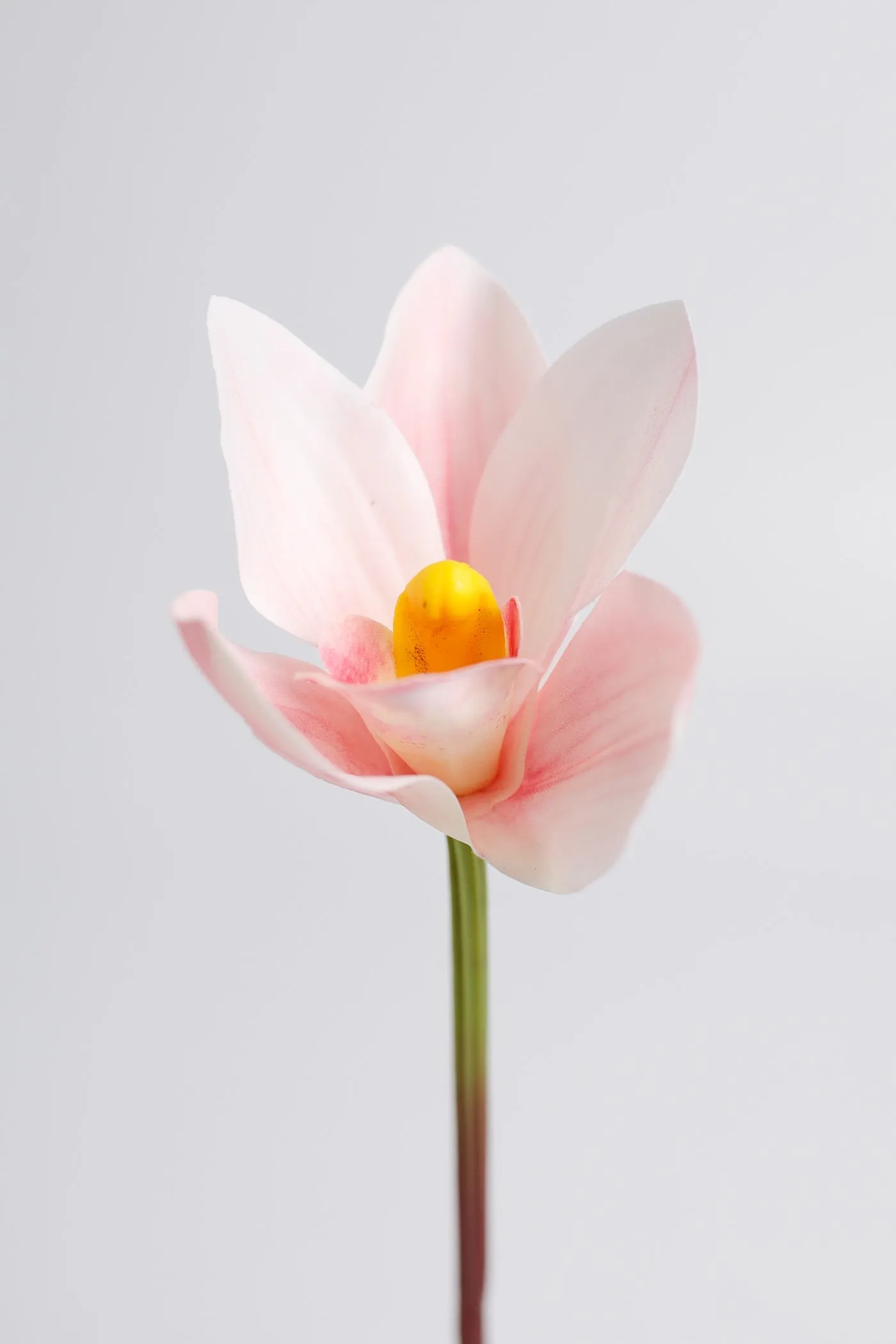 Premium Real Touch Cymbidium Orchids Stem