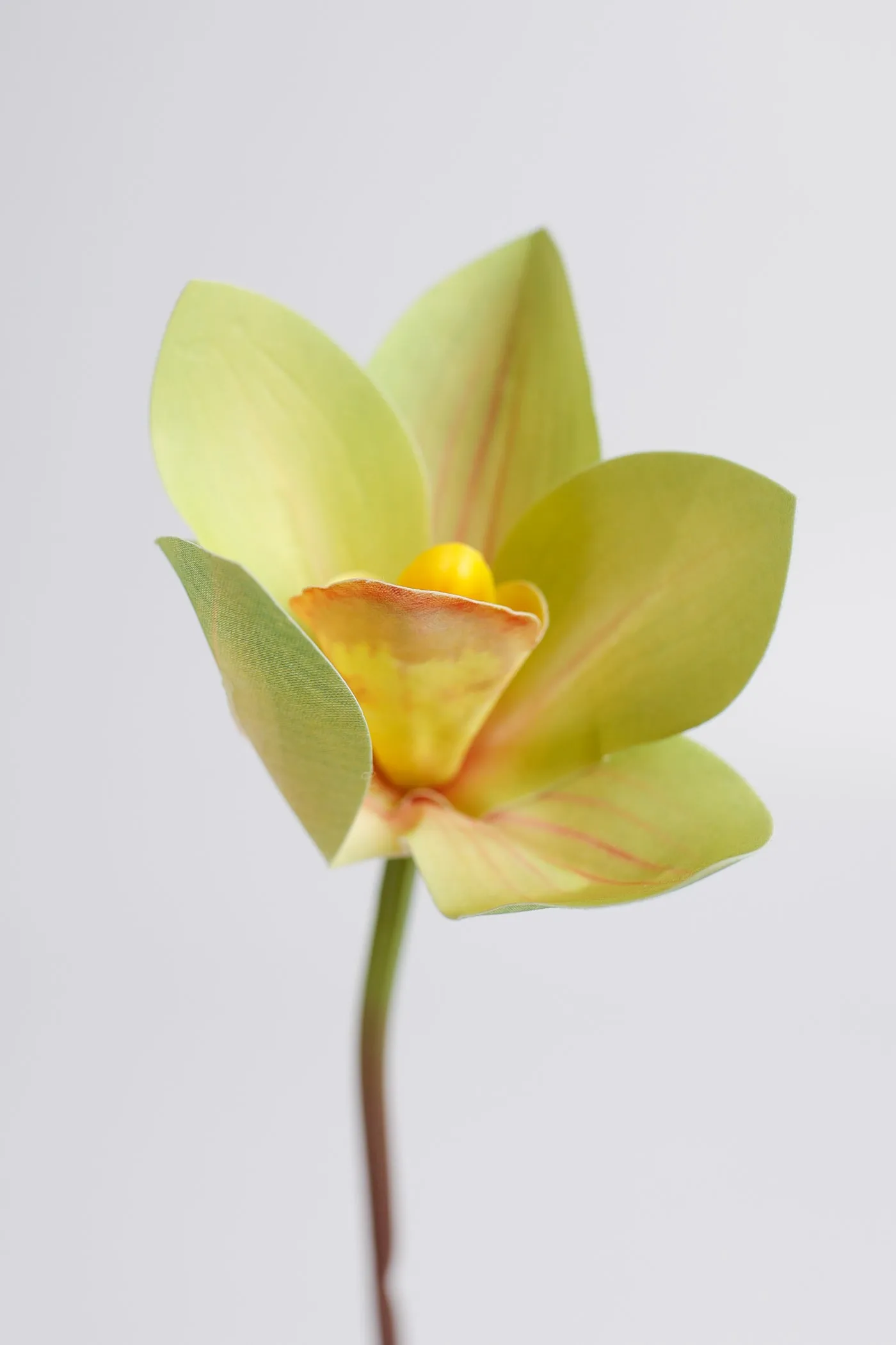 Premium Real Touch Cymbidium Orchids Stem